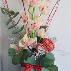 Cymbidium Orchid 