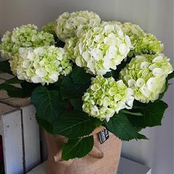 Hydrangea Plant