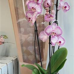 Orchid