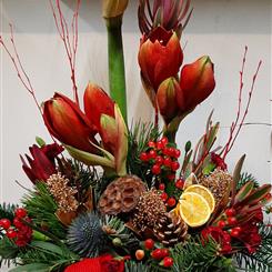 Stylish Amaryllis
